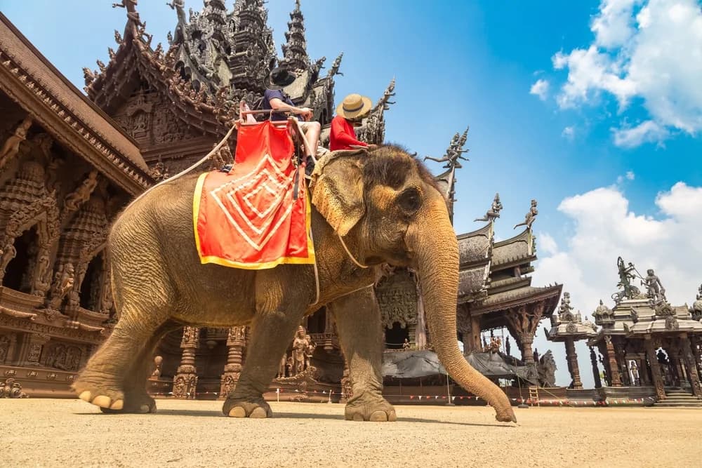 pattaya fil safari turu